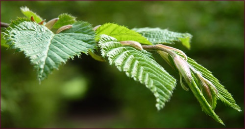 Wald im Harz Wald