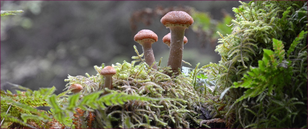 Pilze im Harz Wald Harz