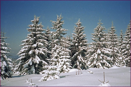 verschneiter Harz Braunlage im Harz
